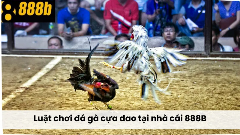 Luật chơi Đá Gà Cựa Dao 888B tại nhà cái 