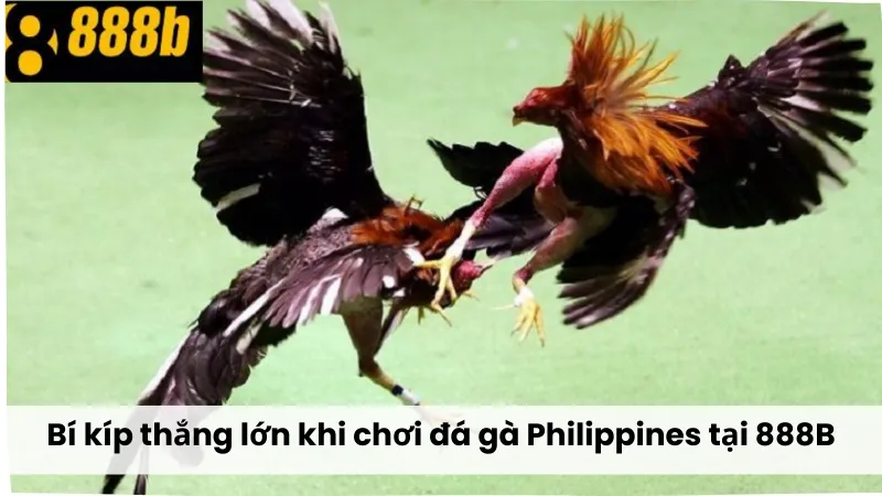 Bí kíp thắng lớn khi chơi đá gà Philippines 888B